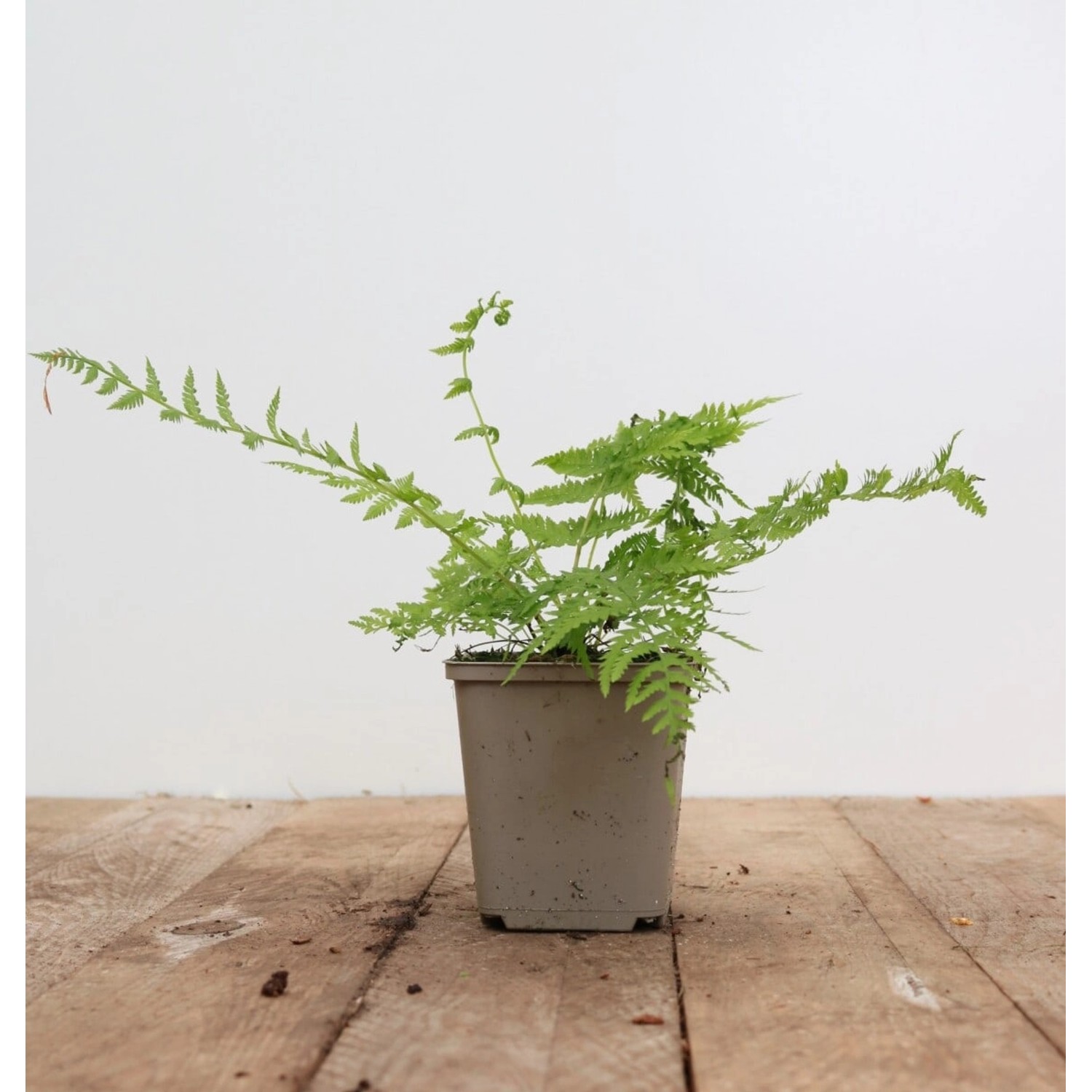 Athyrium Filix-femina Lady In Red Frauenfarn Ca. 9x9 cm Topf günstig online kaufen