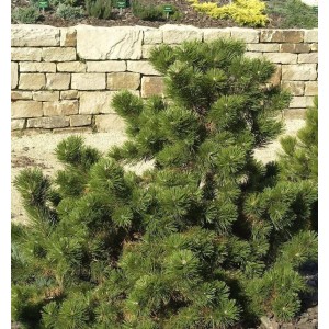 Strauchkiefer Gnom 25-30cm - Pinus mugo