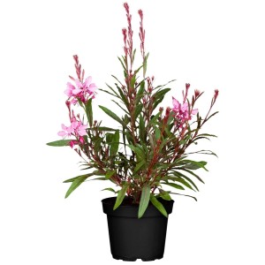 Prachtkerze 'Cherry Brandy' im Topf: Rosa Gaura Lindheimerii für Beet und Kübel.