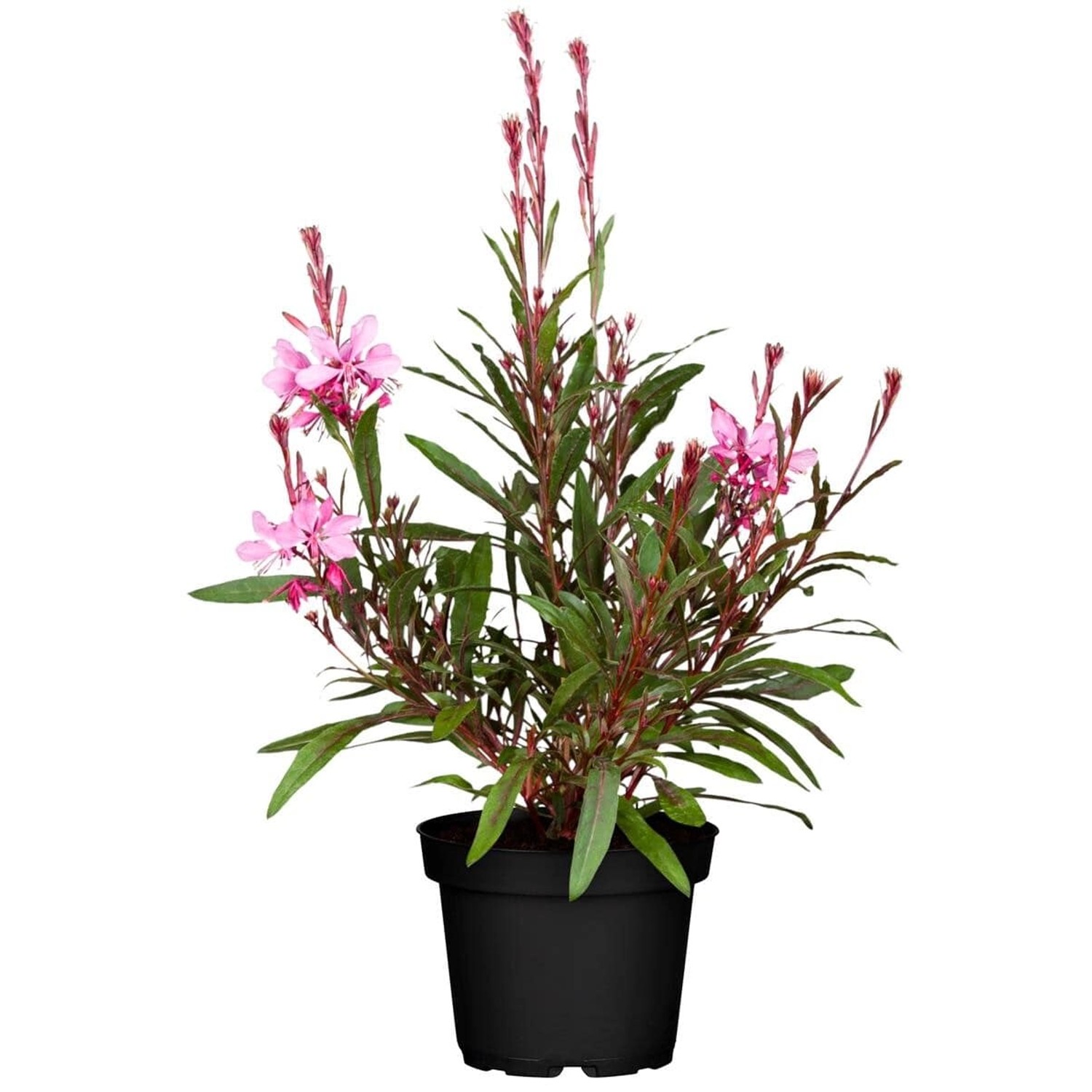 Gaura Lindheimerii Prachtkerze Cherry Brandy 2-3 Liter Container günstig online kaufen