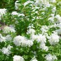 Rispenhortensie Hydrangea Paniculata mit weißen Blüten und grünen Blättern.