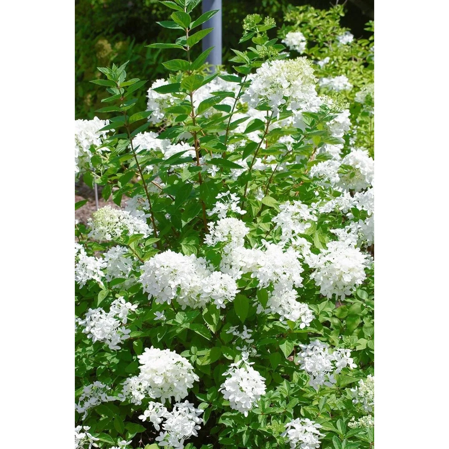 Rispenhortensie Hydrangea Paniculata mit weißen Blüten und grünen Blättern.