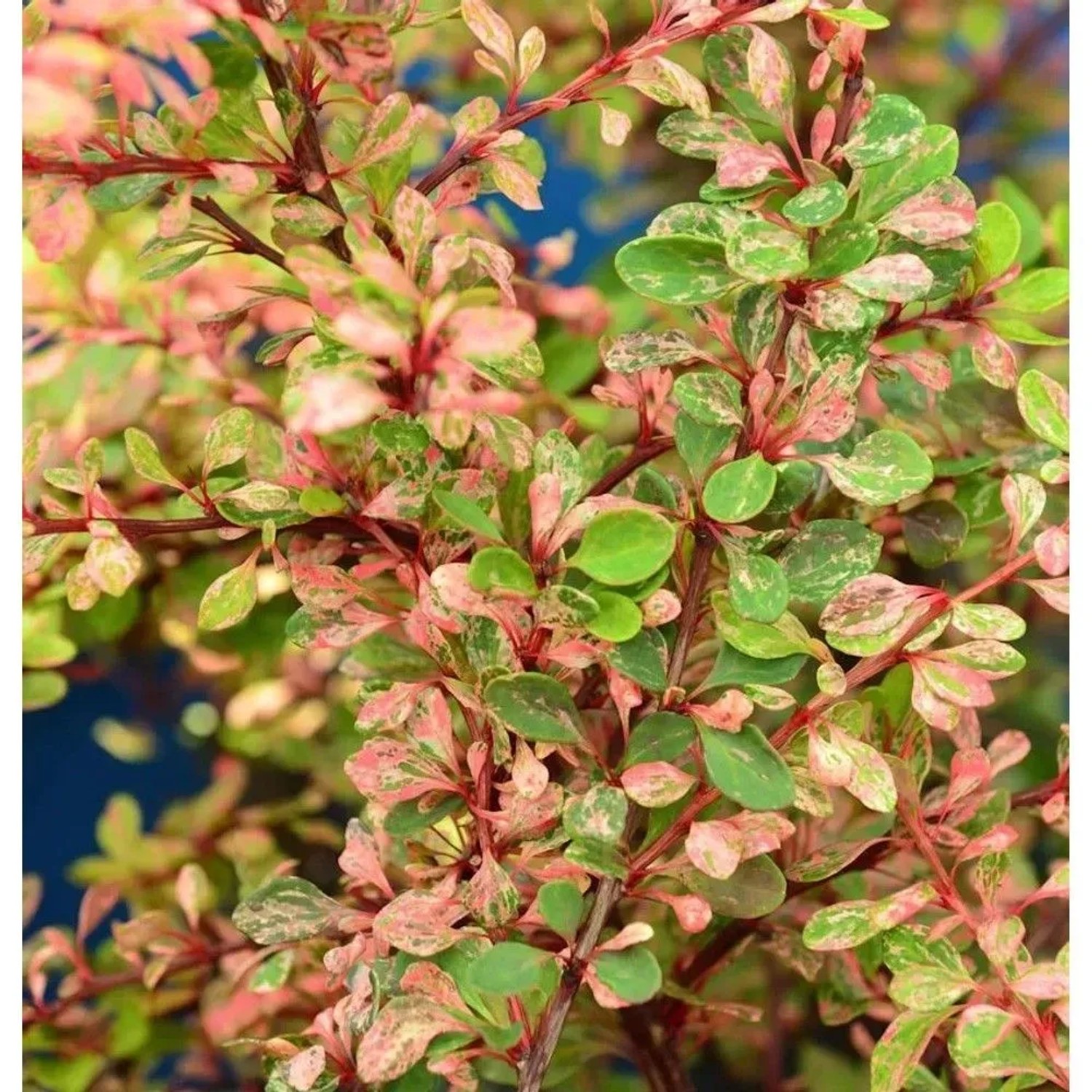 Zwerg Berberitze Natasza 25-30cm - Berberis thunbergii