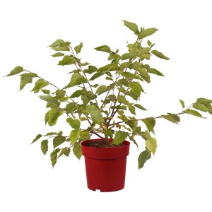 Zwerg-Maulbeere Mojo Berry im Topf, ca. 30cm hoch, grüne Blätter.