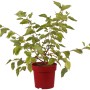 Zwerg-Maulbeere Mojo Berry im Topf, ca. 30cm hoch, grüne Blätter.