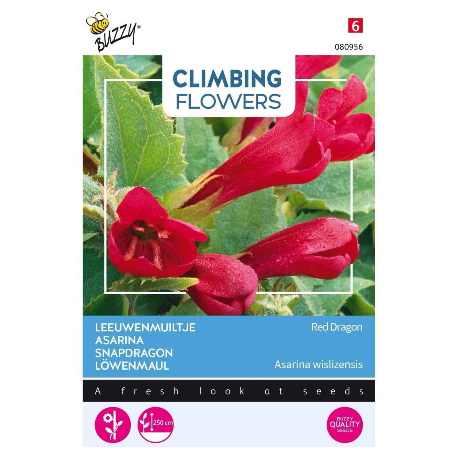 Asarina 'Red Dragon' Buzzy Climbing Flowers Samen Ca. 10 Samen Reichblühend