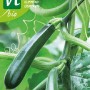 Zucchini Kletter SamenCa. 1 grHohes Ertragspotenzial