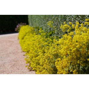 Foto von blühendem, großblättrigem Frauenmantel (Alchemilla Xanthochlora) im Beet.