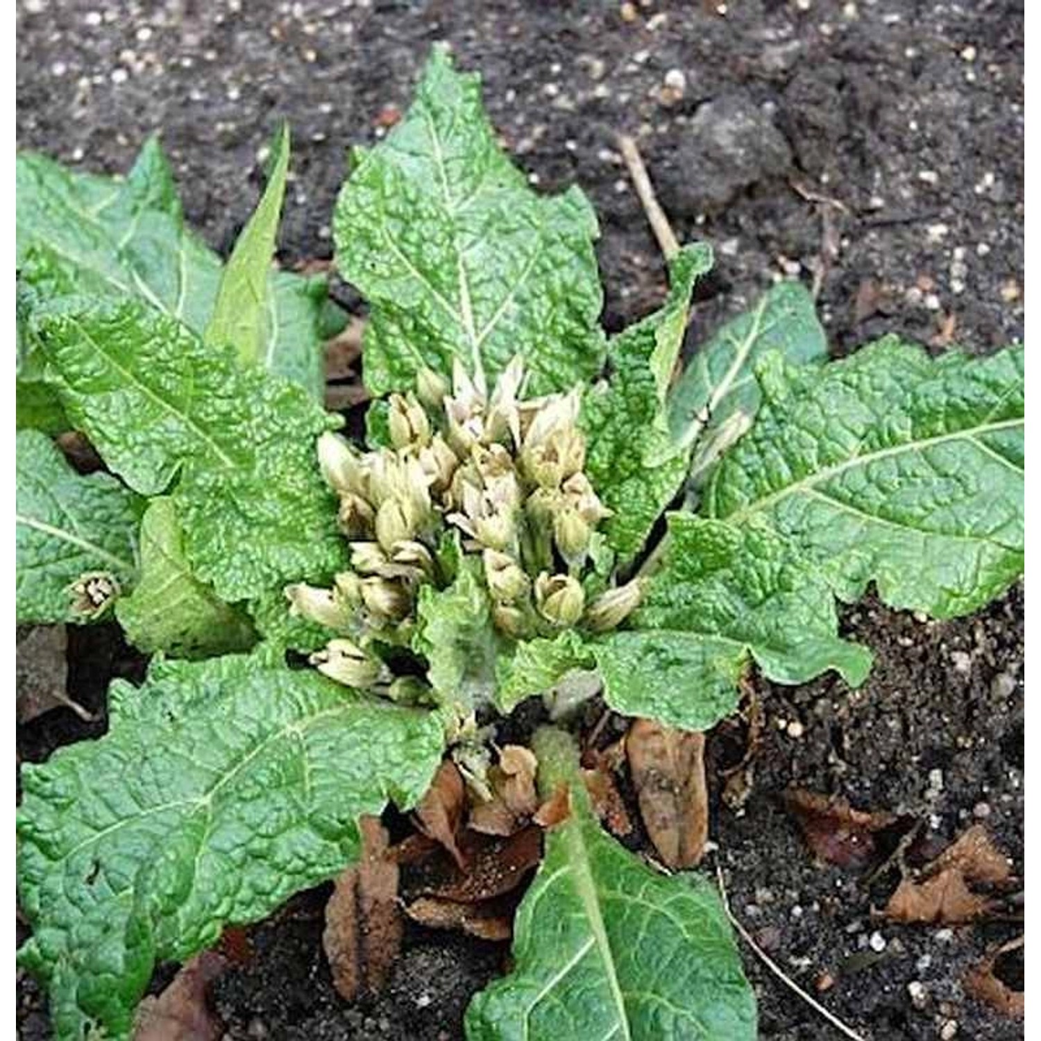 Alraune - Mandragora officinarum günstig online kaufen