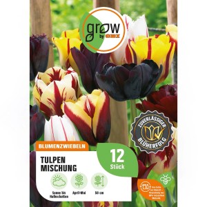 Verpackung GROW by OBI Tulpen-Mischung mit 4 Sorten, Blumenzwiebeln für Beet und Kübel.