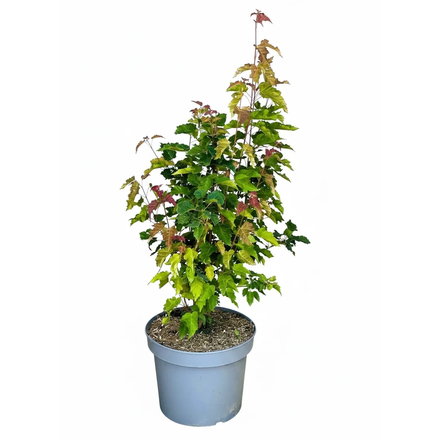 Baumfink Feuerahorn Ginnala als Topfpflanze 40-60cm