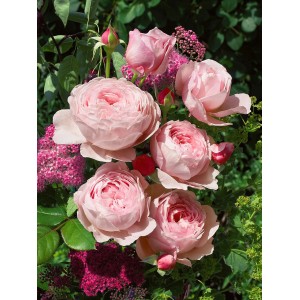 Englische Rose 'David Austin' mit zartrosa, gefüllten Blüten und grünen Blättern.