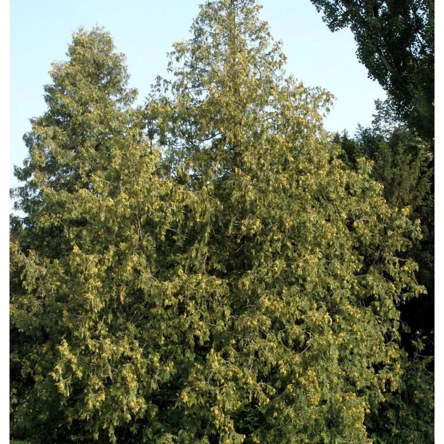 Abendländischer Lebensbaum 30-40cm - Thuja occidentalis