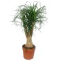 Verzweigter Elefantenfuss (Beaucarnea) im Topf, ca. 60cm hoch. Zimmerpflanze mit markanter Knolle und grünen Blättern.