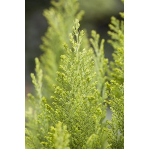 Detailaufnahme der Chamaecyparis Lawsoniana 'Ellwoods Empire', einer immergrünen Zypresse mit blaugrünen Nadeln.