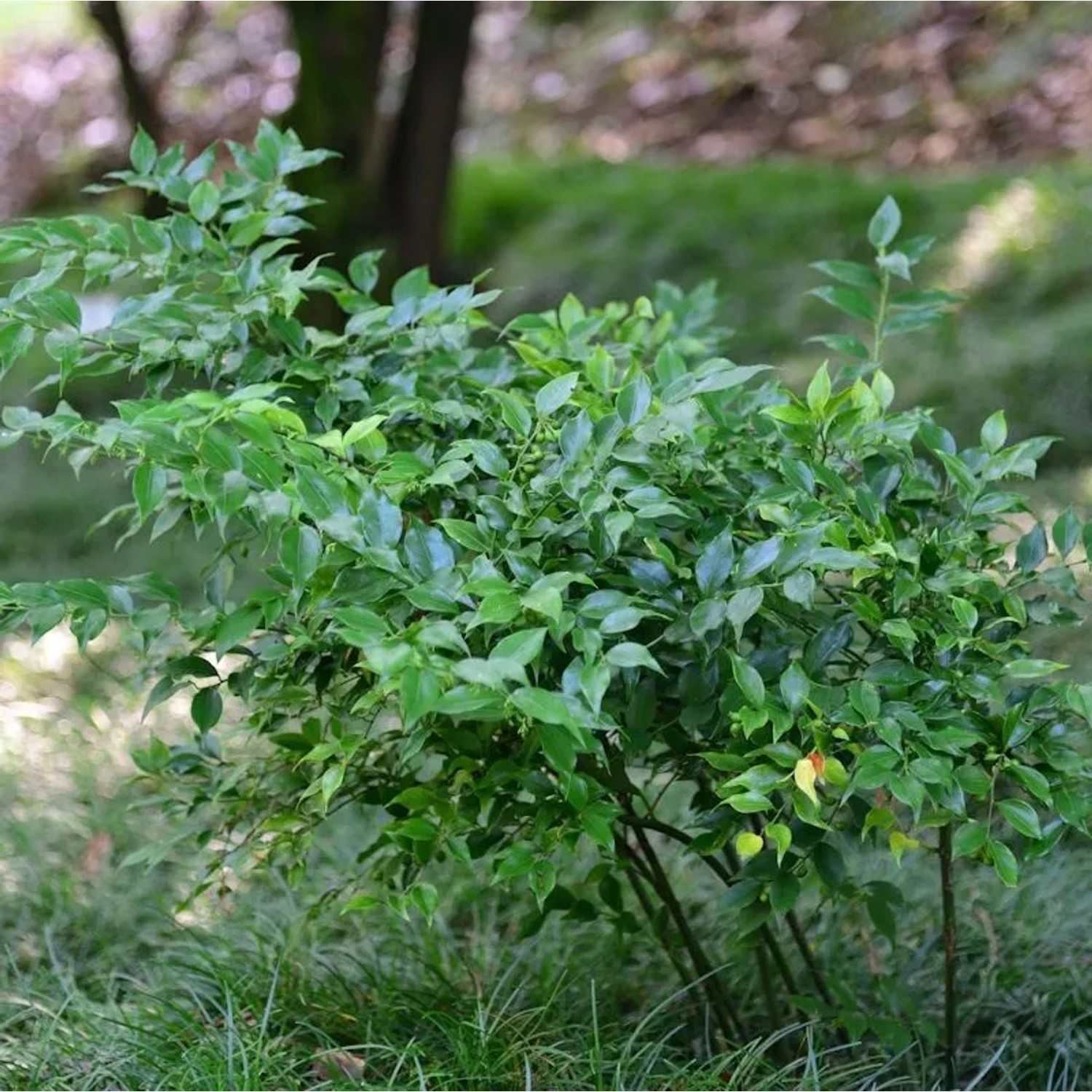 Mäusedornblättrige Fleischbeere 30-40cm - Sarcococca ruscifolia