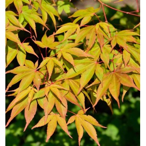 Fächerahorn Osakazuki (Acer palmatum) mit gelb-grünem Laub und roten Ästen.