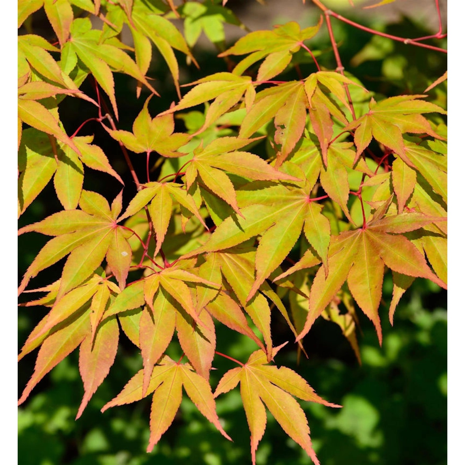 Fächerahorn Osakazuki 60-80cm - Acer palmatum günstig online kaufen