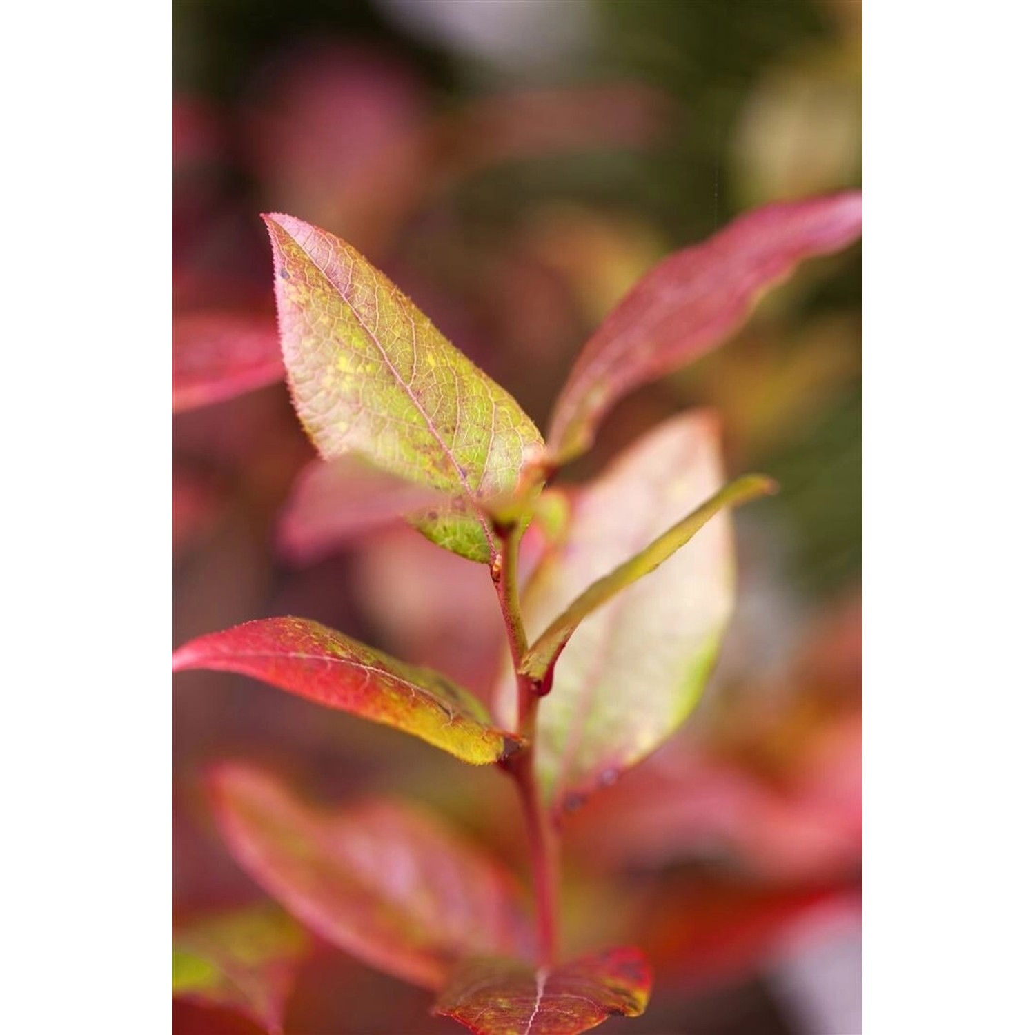 Vaccinium Corymbosum Bluecrop Heidelbeere 30–40 Cm Ertragreich günstig online kaufen