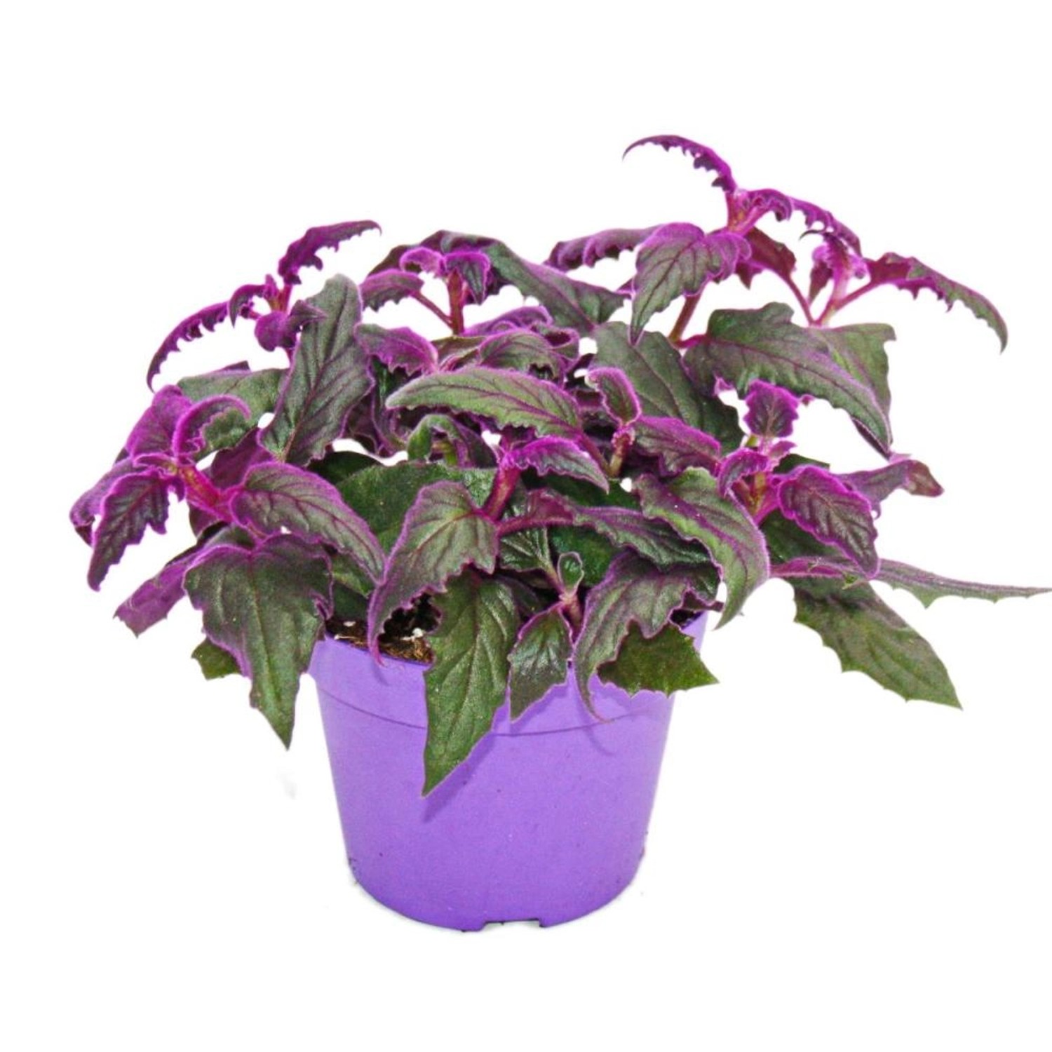 Exotenherz Gynura Purple Passion Samtblatt Samtnessel Lilafarbene Pflanze 12cm