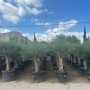 Verzweigter Olivenbaum Olea Europaea Koroneiki im Topf, grüne Krone, glatter Stamm, in Gärtnerei. Ideal für Garten & Terrasse.