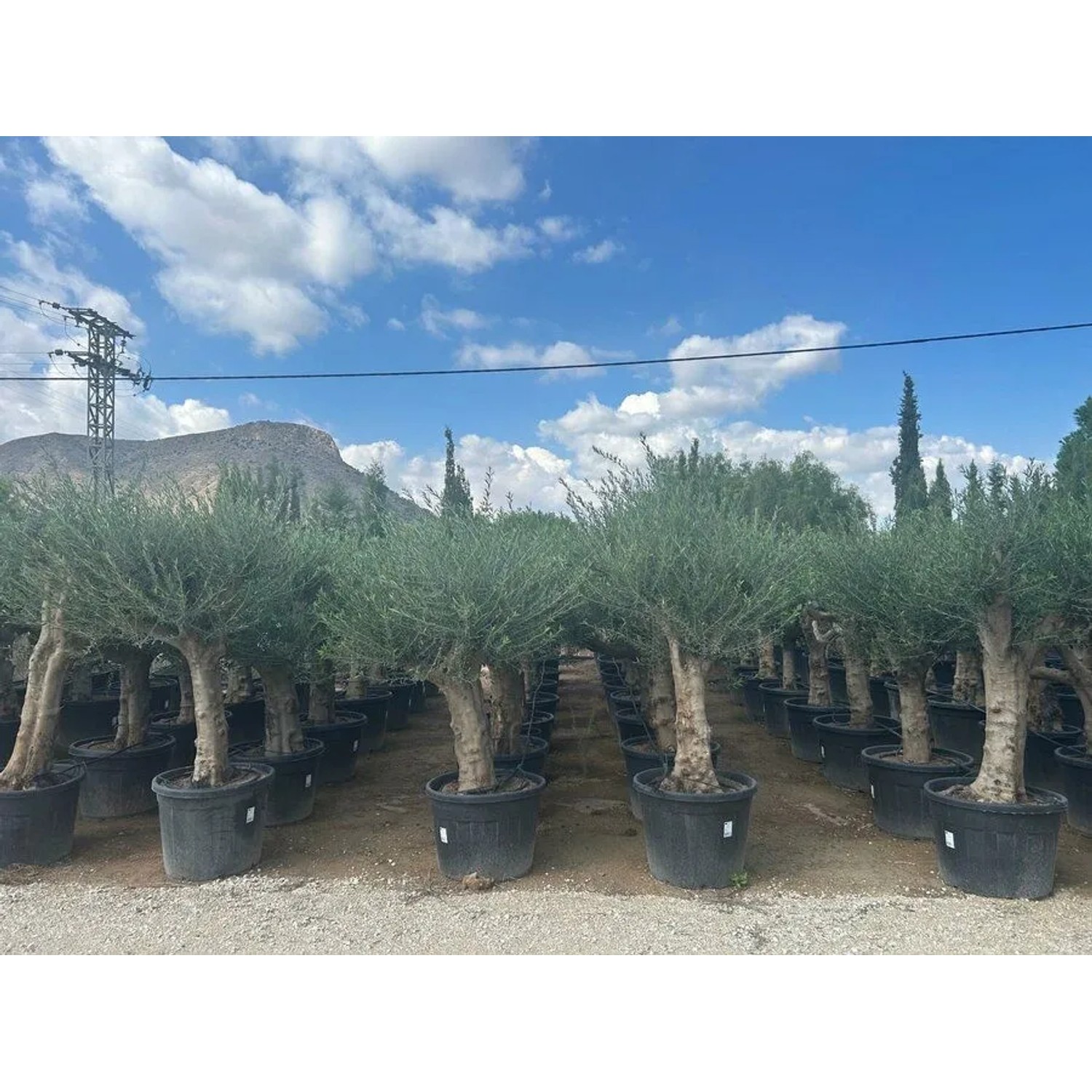 Verzweigter Olivenbaum Olea Europaea Koroneiki im Topf, grüne Krone, glatter Stamm, in Gärtnerei. Ideal für Garten & Terrasse.