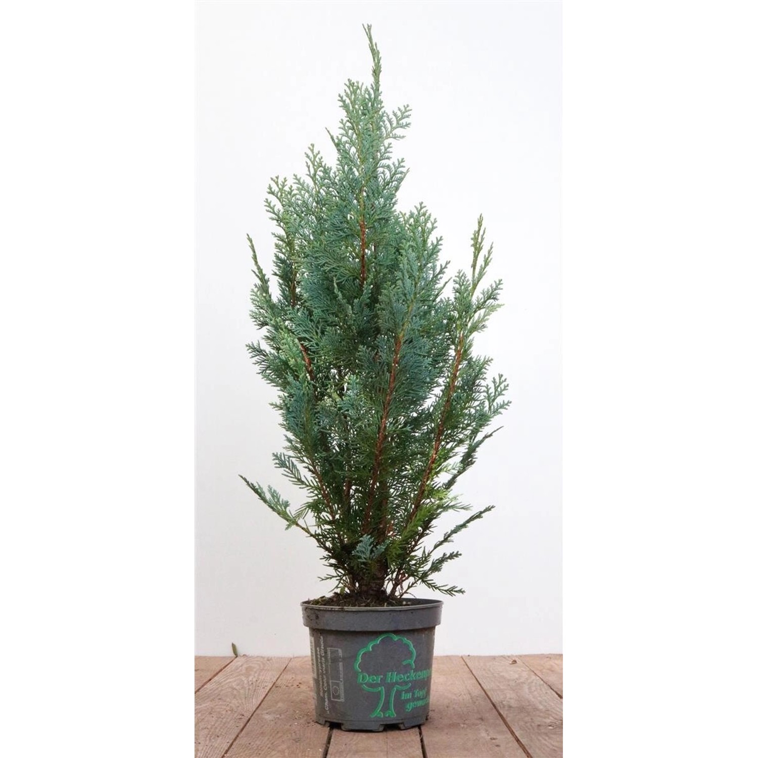 Chamaecyparis lawsoniana 'Columnaris' 80-100 cm günstig online kaufen