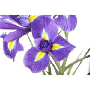 Nahaufnahme einer blau-violetten Sibirischen Schwertlilie mit gelben Akzenten.