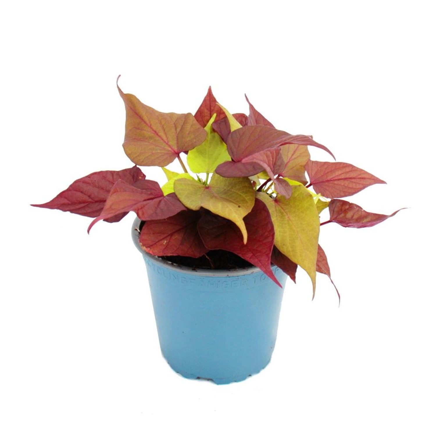 Exotenherz Süßkartoffel Beet und Balkonpflanze Ipomoea Batatas 12cm