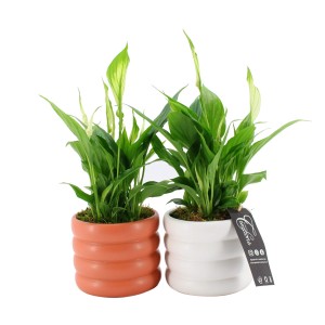 Einblatt (Spathiphyllum) im Keramiktopf, ca. 30 cm hoch, in Weiß und Terrakotta.