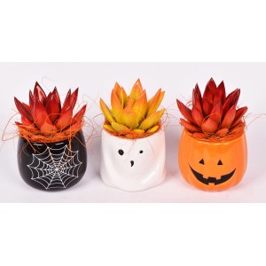Echeverien Sukkulenten in Halloween Keramiktöpfen mit Spinnennetz, Geist und Kürbis Motiven.