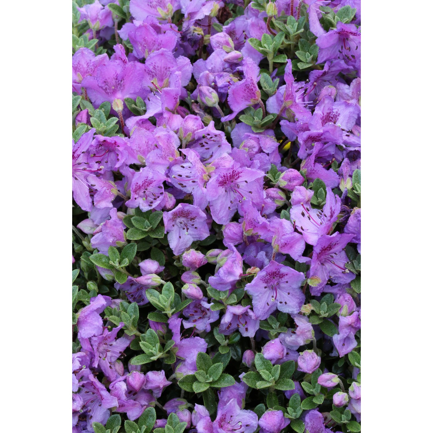 kornblume topfpflanze Kornblume 'Classic Fantastic' Saatgut – Sommerblumen-Mix