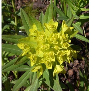 Nahaufnahme der gelb blühenden Sumpfwolfsmilch (Euphorbia palustris) Staude.