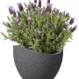 Scheurich Pflanzgefäß Wave Globe, Ø 50 cm, Schwarz-Granit mit Lavendel bepflanzt.