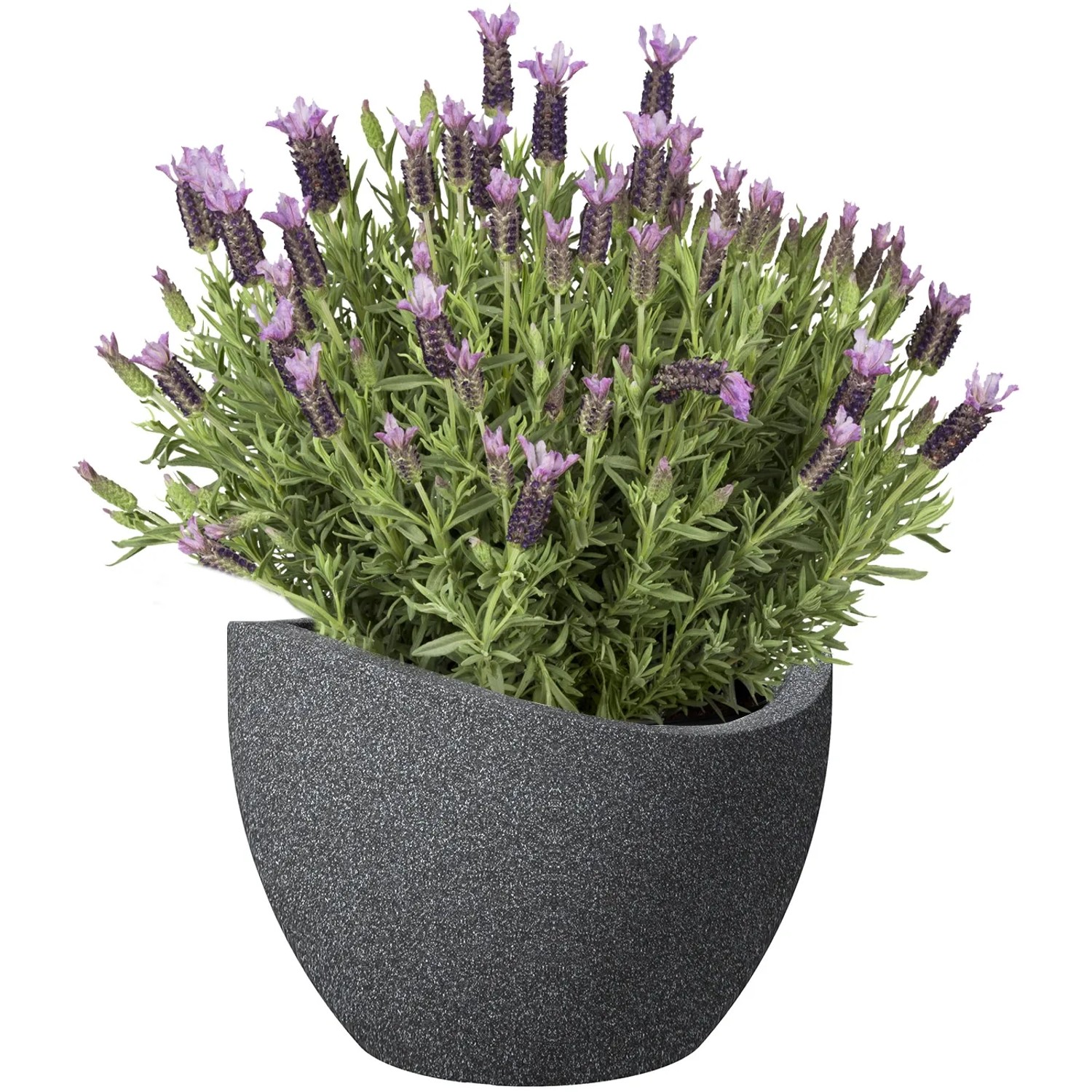 Scheurich Pflanzgefäß Wave Globe Ø 50 cm Schwarz-Granit kaufen bei OBI