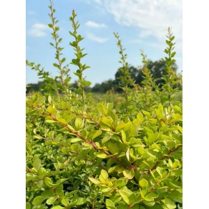 Grüne Heckenberberitze im Topf, junge Triebe im Gegenlicht, sonniger Standort.