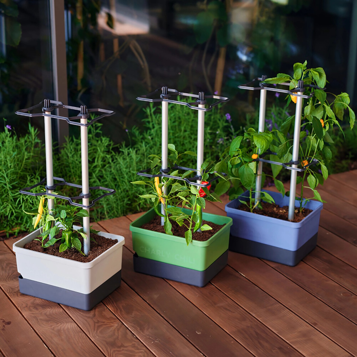 Gusta Garden Anzuchtsgefäße Charly Chili, 10 L, in Dunkelgrün, Weiß und Blau mit Rankhilfe.