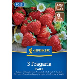 Kiepenkerl Erdbeeren Polka Fragaria x ananassa
