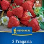 Kiepenkerl Erdbeeren Polka Fragaria x ananassa