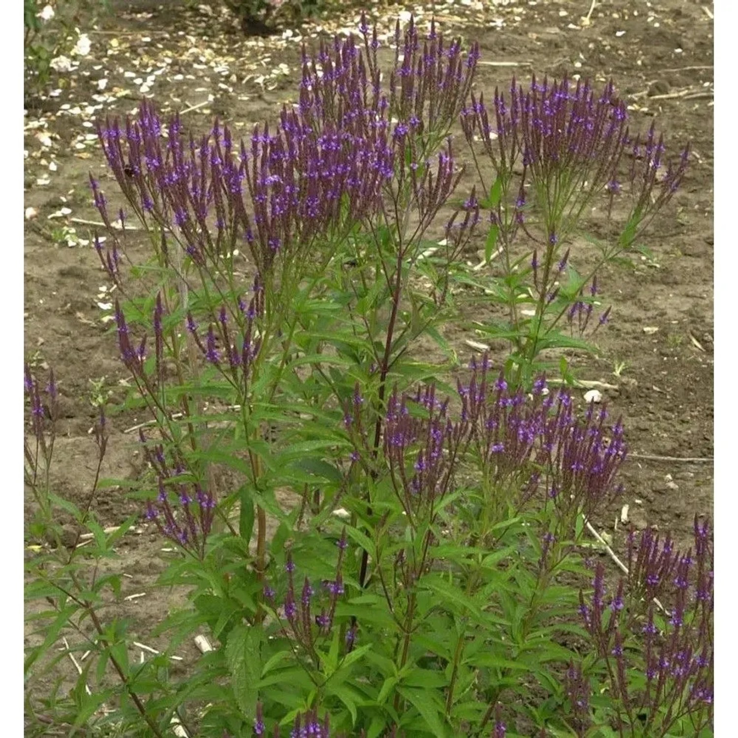 Eisenkraut Blue Spires - Verbena hastata