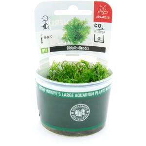 Dennerle Aquariumpflanze Didiplis Diandra In-Vitro im Topf, grüne Wasserpflanze für Aquarien.