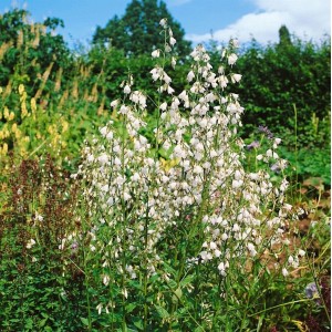 Lilienblättrige Glockenblume (Adenophora liliifolia) mit weißen Blüten im Gartenbeet.