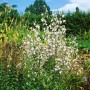 Lilienblättrige Glockenblume (Adenophora liliifolia) mit weißen Blüten im Gartenbeet.