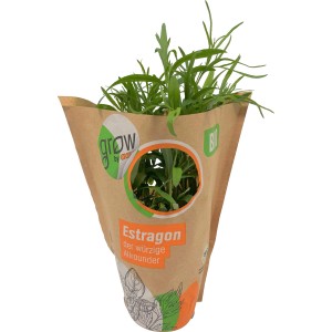 Bio Estragon im Topf von Grow by OBI, Küchenkräuter mit würzigem Aroma.