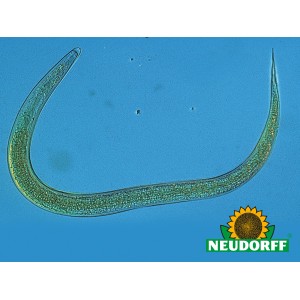 55+ Garten Nematoden Kaufen, Nematoden sind mikroskopisch kleine