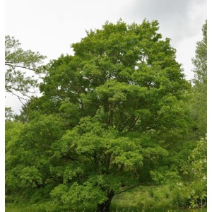 Feldahorn (Acer campestre), 125-150cm, mit grünen Blättern im Garten.