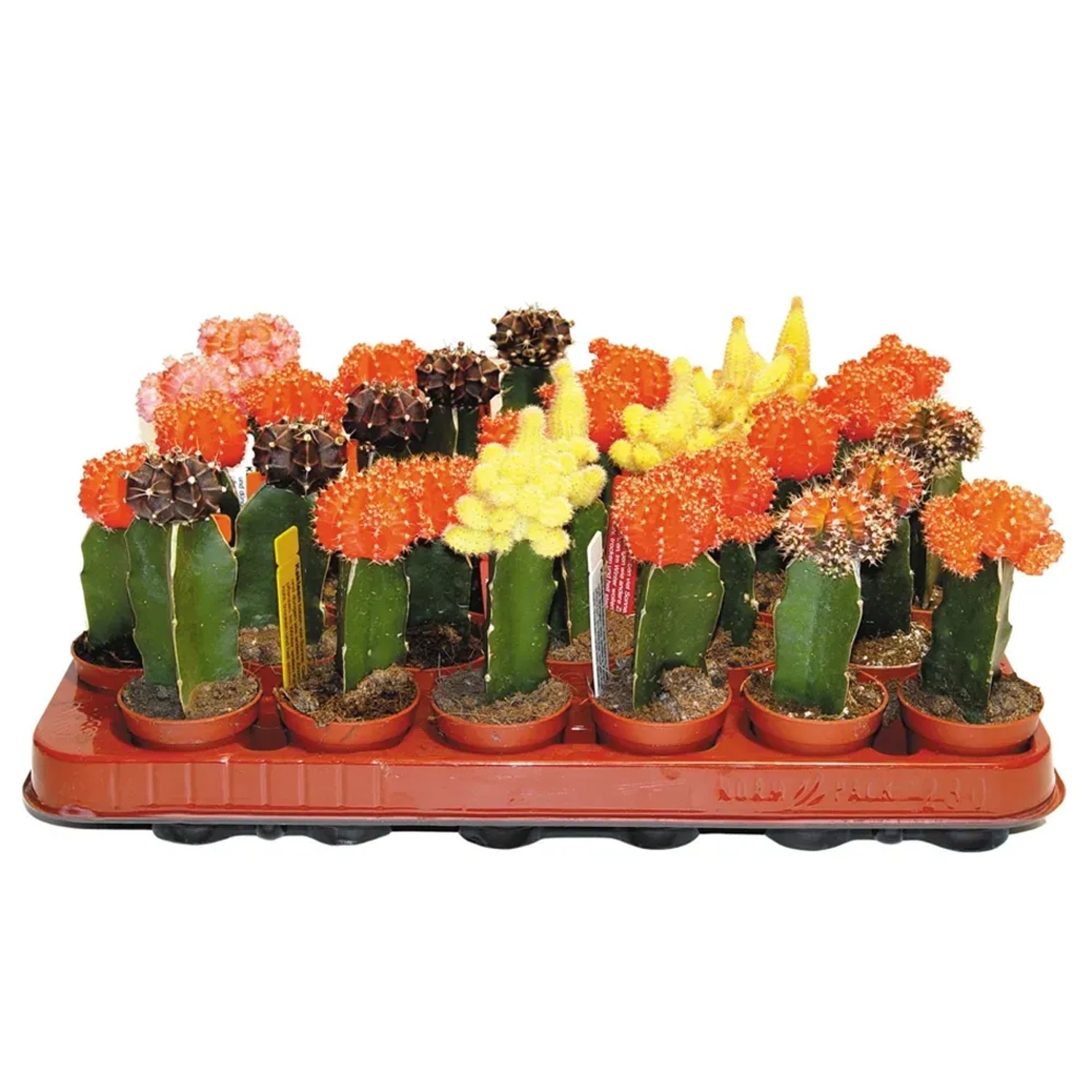 Kakteen Veredelung Sortenauswahl Hhe 10-15 cm Topf- 5,5 cm kaufen bei OBI