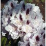 INKARHO - Großblumige Rhododendron Calsap 30-40cm - Alpenrose