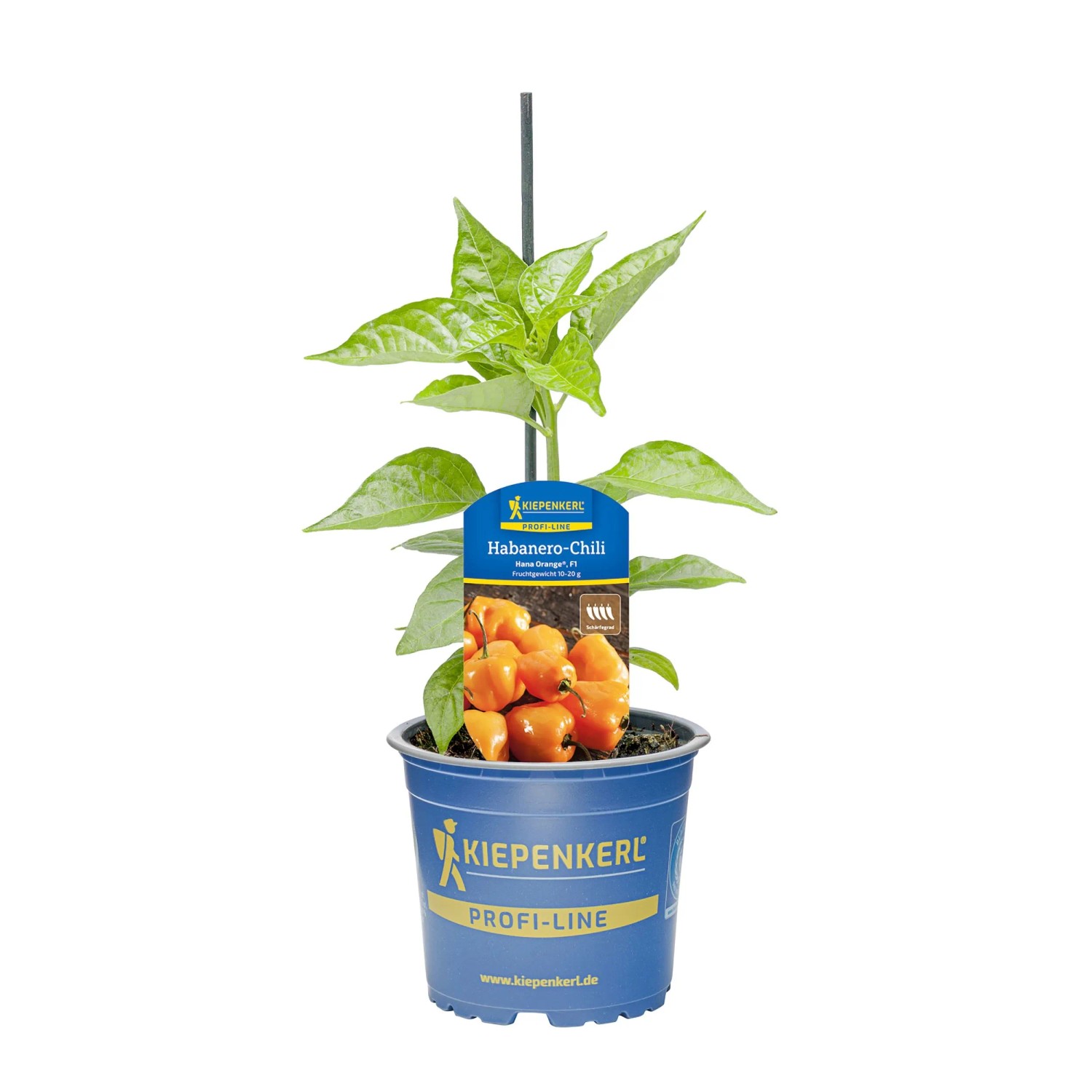Kiepenkerl Paprika "Chinense Hana Orange" Topf-Ø ca. 10,5 cm Capsicum annuum