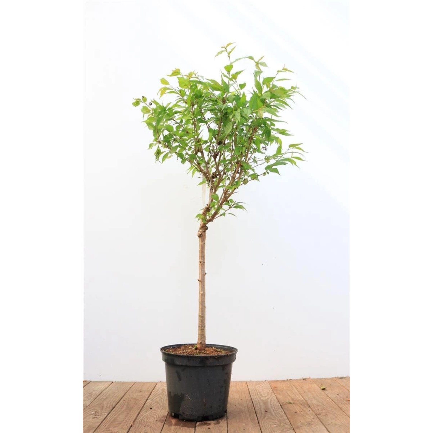 Prunus Kursar Zierkirsche Rosa Blüten 40 cm Stammhöhe günstig online kaufen
